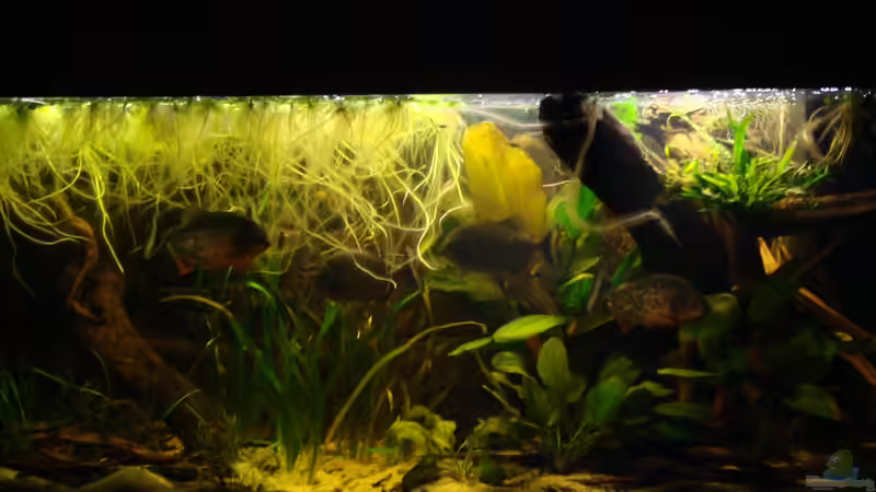 Aquarium Becken 22157 von Pülschi 87 (17)