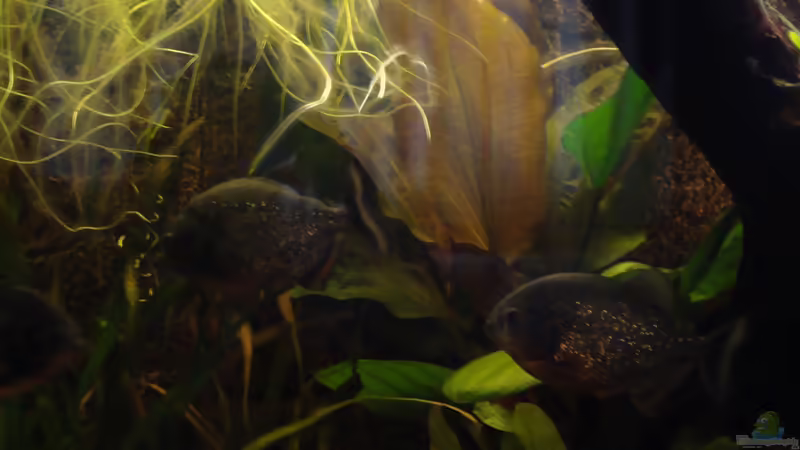 Aquarium Becken 22157 von Pülschi 87 (19)