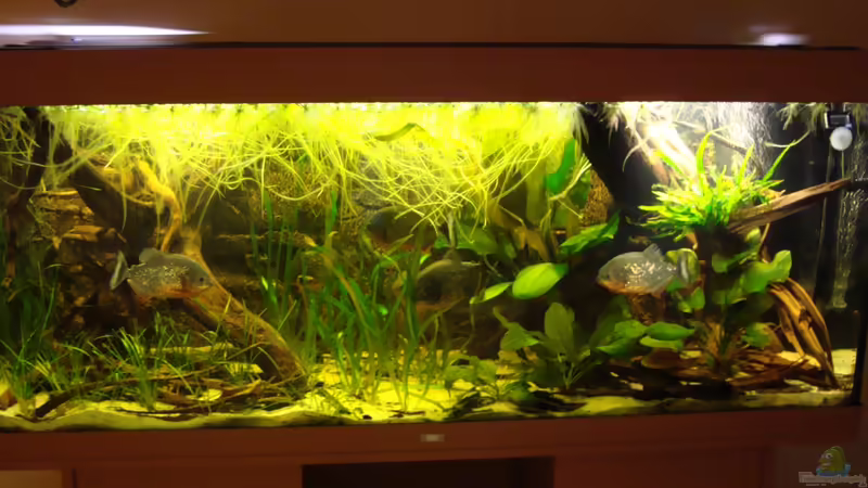 Aquarium Becken 22157 von Pülschi 87 (20)