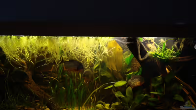 Aquarium Becken 22157 von Pülschi 87 (7)