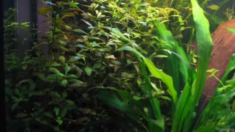 Aquarium Becken 2216 von Ralf Henrichmann (2)