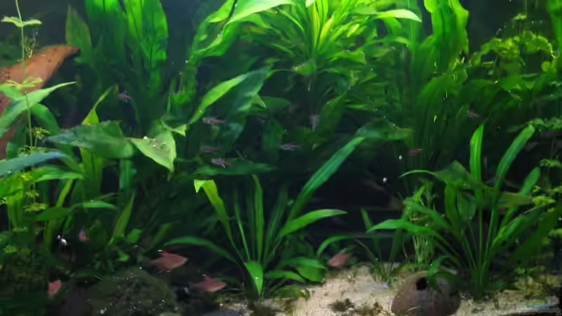 Aquarium Becken 2216 von Ralf Henrichmann (3)