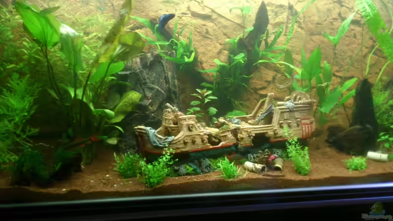 Aquarium Becken 22188 von Schakal (3)