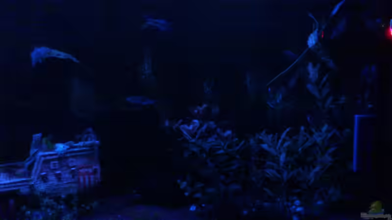 Aquarium Becken 22188 von Schakal (4)