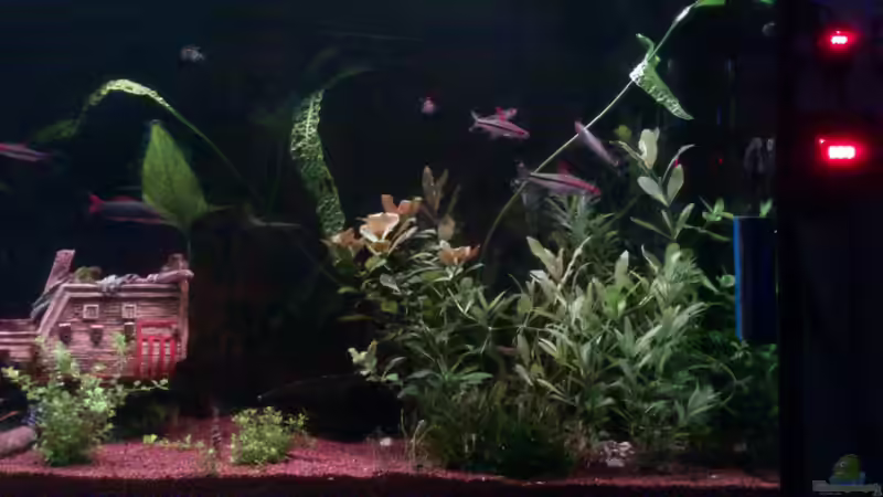 Aquarium Becken 22188 von Schakal (5)