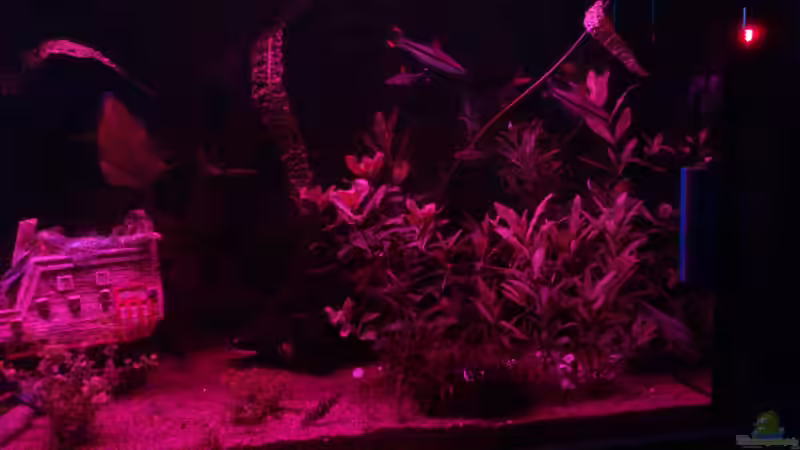 Aquarium Becken 22188 von Schakal (6)