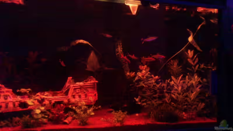 Aquarium Becken 22188 von Schakal (7)