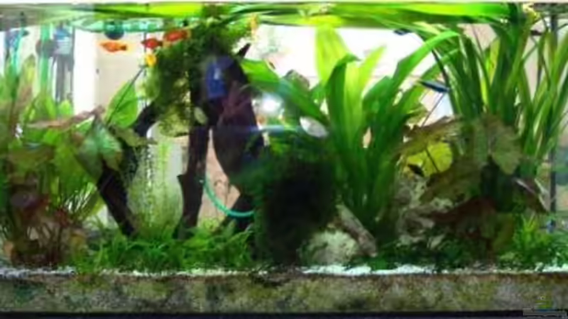 Aquarium Becken 2220 von Wolfgang Sommer (2)