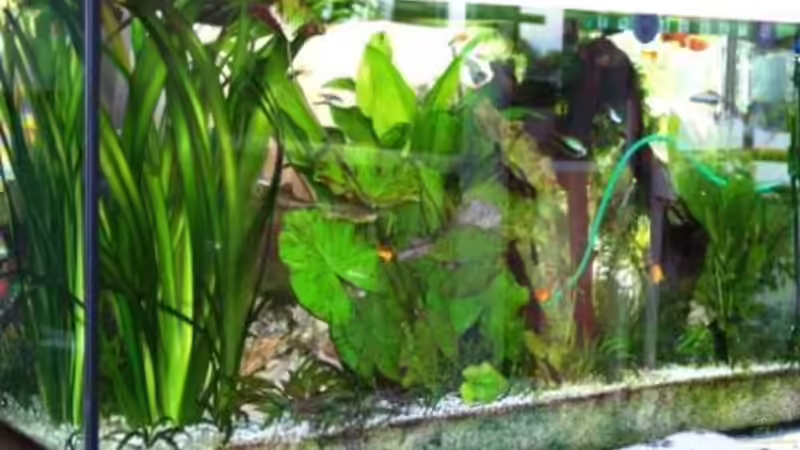 Aquarium Becken 2220 von Wolfgang Sommer (3)