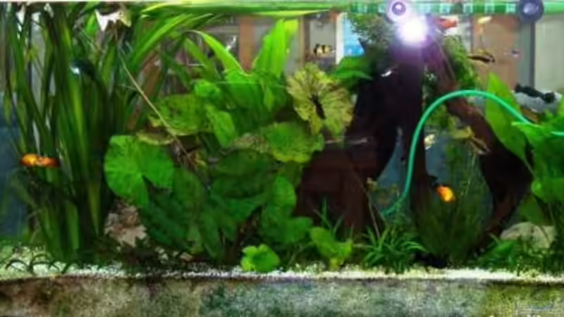 Aquarium Becken 2220 von Wolfgang Sommer (5)