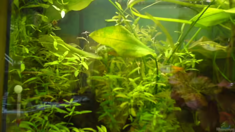 Aquarium Becken 2221 von Andrea Nädler (2)