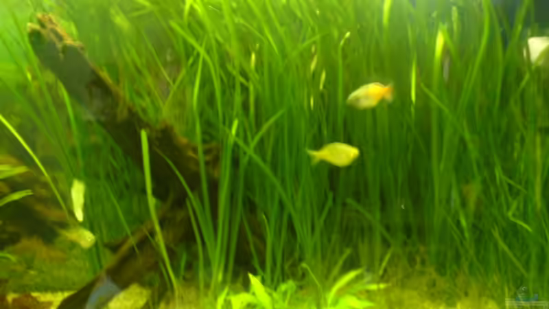 Aquarium Becken 2221 von Andrea Nädler (3)