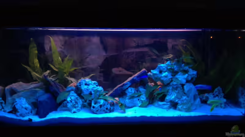 Aquarium Becken 22235 von Meischder Kreusel (2)