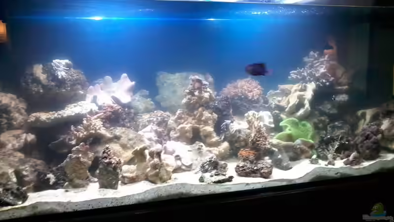 Aquarium Becken 22344 von Manfred Janßen (3)