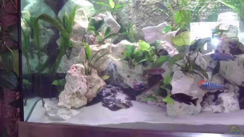 Aquarium Becken 2238 von Melli Hahn (2)