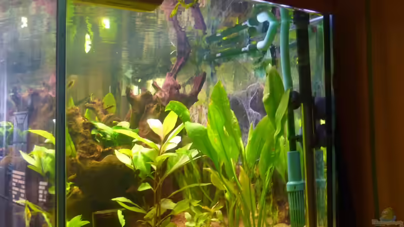 Aquarium Becken 22387 von Lars Gumpricht (10)