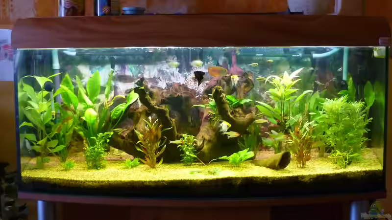 Aquarium Becken 22387 von Lars Gumpricht (2)