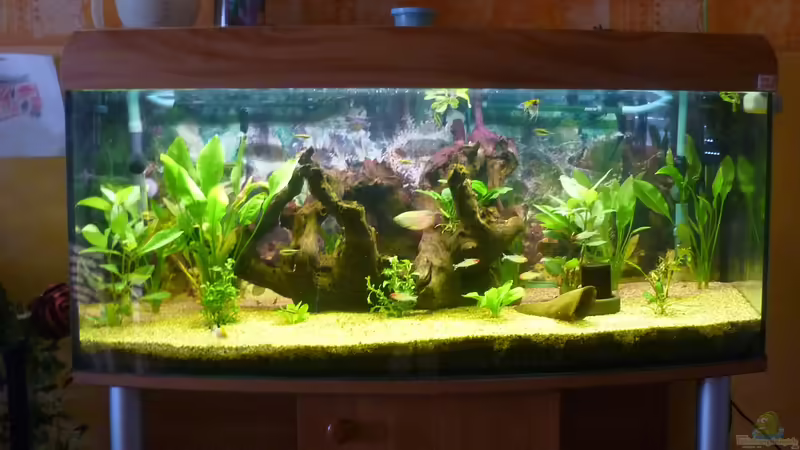 Aquarium Becken 22387 von Lars Gumpricht (3)