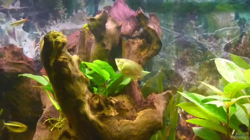 Aquarium Becken 22387 von Lars Gumpricht (5)