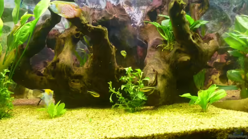 Aquarium Becken 22387 von Lars Gumpricht (6)