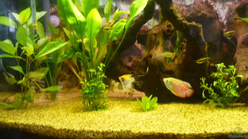 Aquarium Becken 22387 von Lars Gumpricht (7)