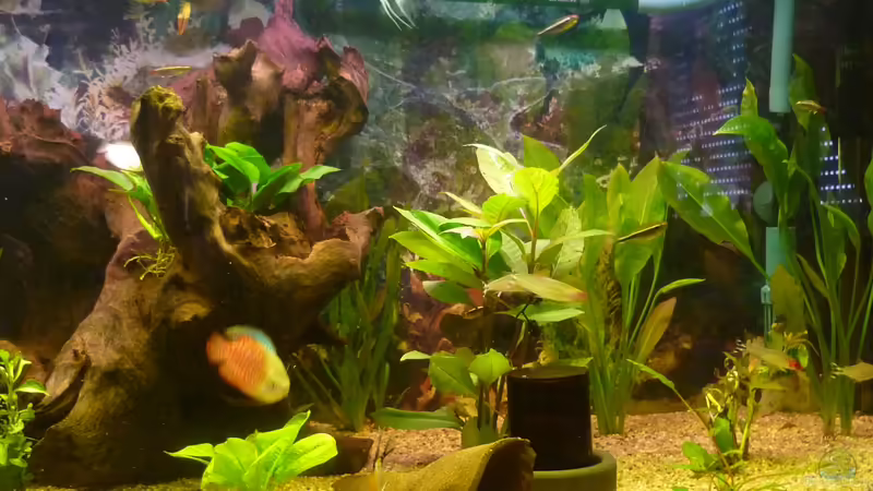 Aquarium Becken 22387 von Lars Gumpricht (9)