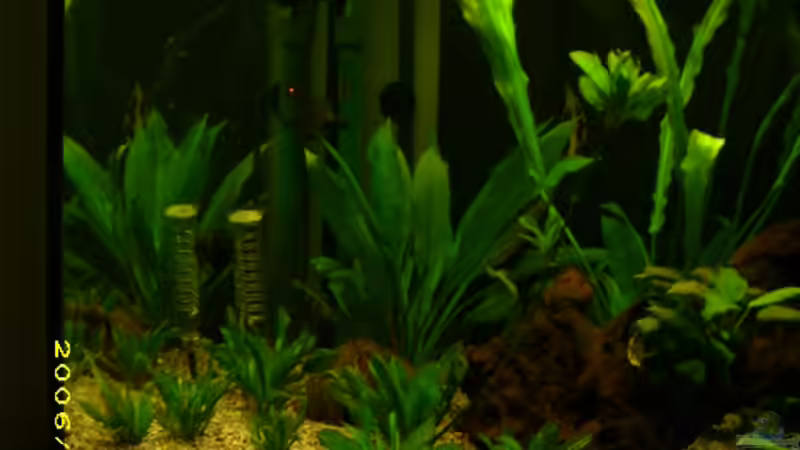 Aquarium Becken 2251 von Florian Sauer Wehinger (2)