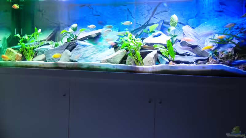 Aquarium Becken 22553 von Wolfgang Ihlo (6)