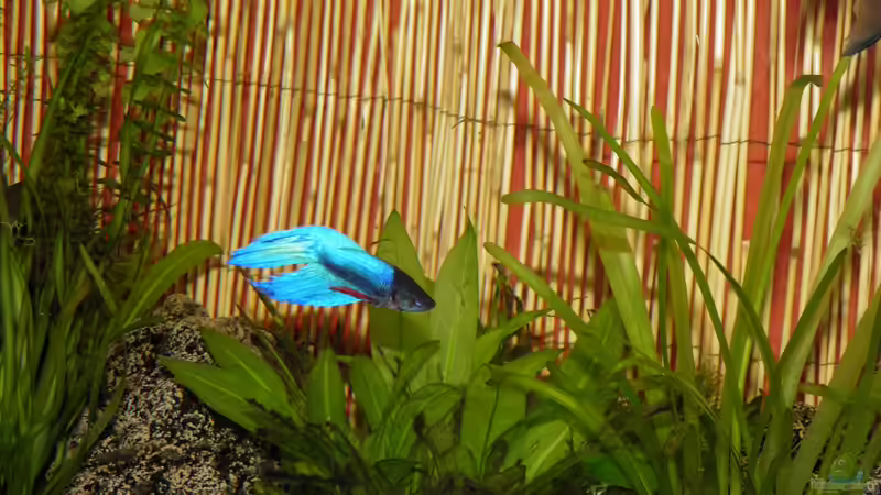 Aquarium Becken 22559 von David Henschke (3)