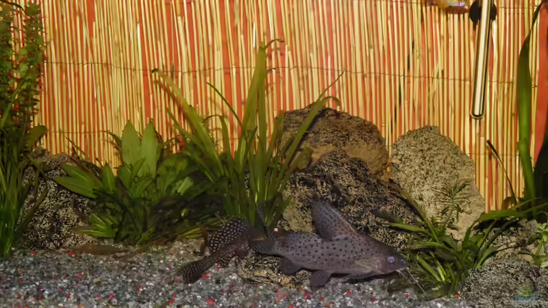 Aquarium Becken 22559 von David Henschke (5)