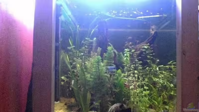 Aquarium Becken 2256 von Steven Tumma (2)