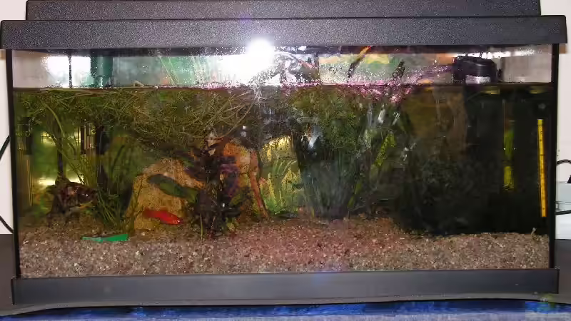 Aquarium Becken 2258 von Manuela Vogt (4)