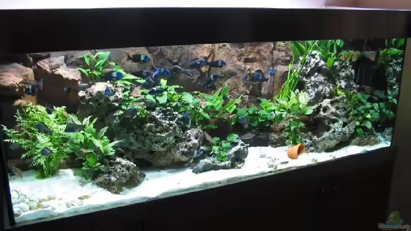 Aquarium Becken 226 von Matthias Ehrhardt (2)