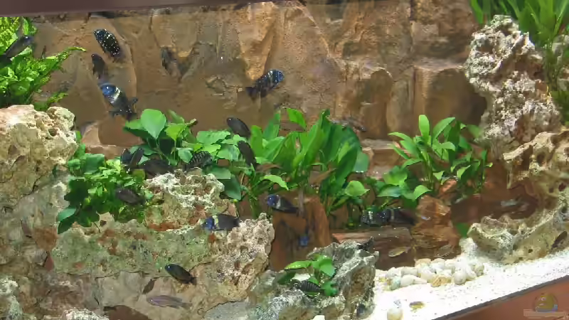 Aquarium Becken 226 von Matthias Ehrhardt (3)