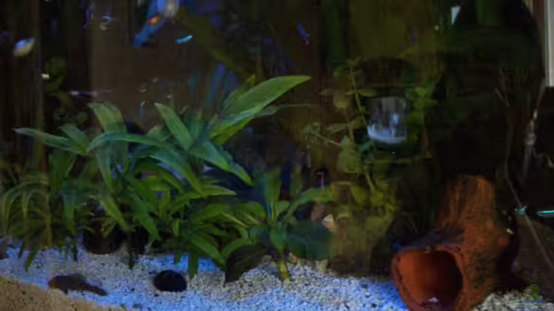 Aquarium Becken 2263 von Thanh Hoa Nguyen (3)