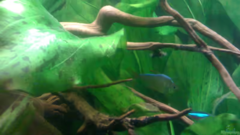 Aquarium Becken 22641 von pic-mac (10)