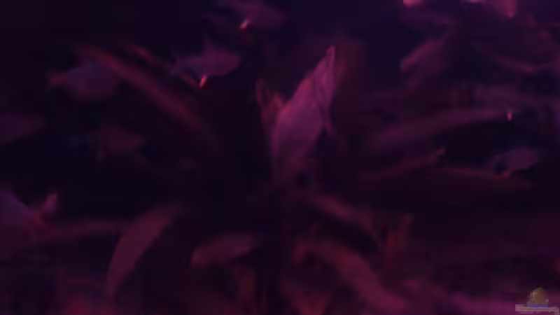 Aquarium Becken 22641 von pic-mac (11)