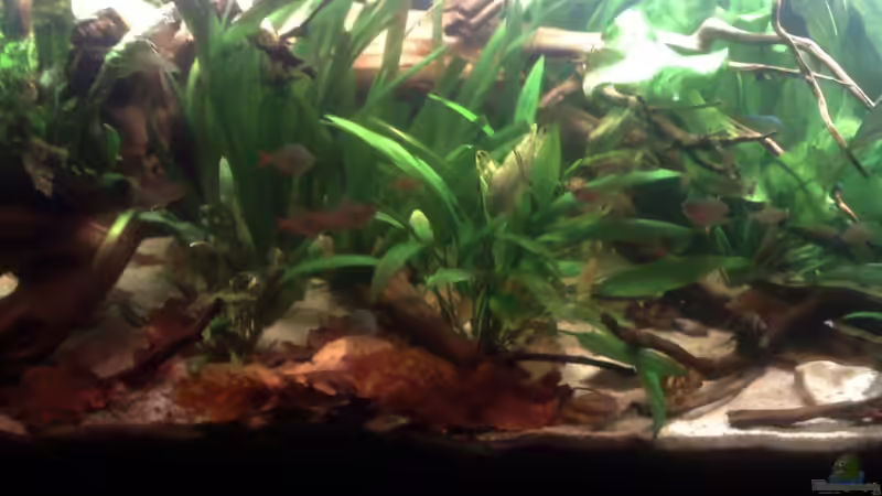 Aquarium Becken 22641 von pic-mac (13)