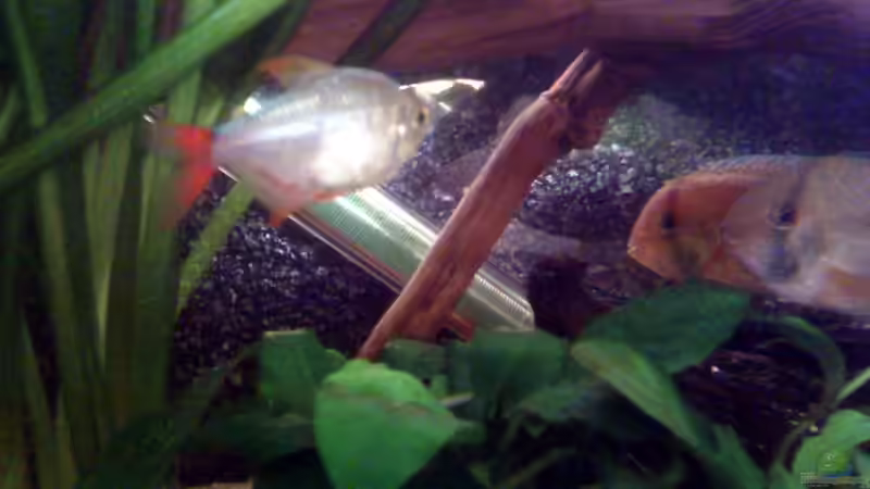 Aquarium Becken 22641 von pic-mac (16)