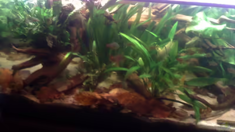 Aquarium Becken 22641 von pic-mac (2)