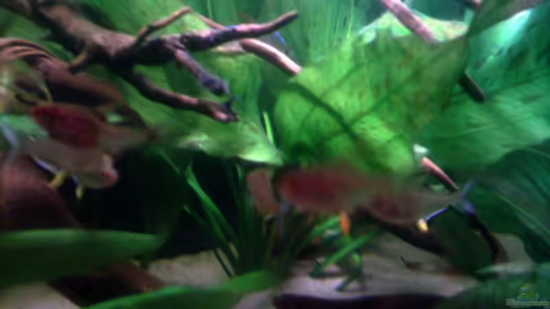 Aquarium Becken 22641 von pic-mac (4)