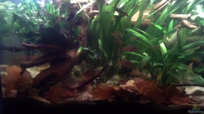 Aquarium Becken 22641 von pic-mac (7)