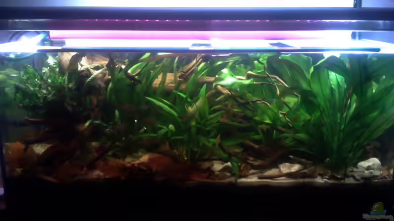 Aquarium Becken 22641 von pic-mac (8)