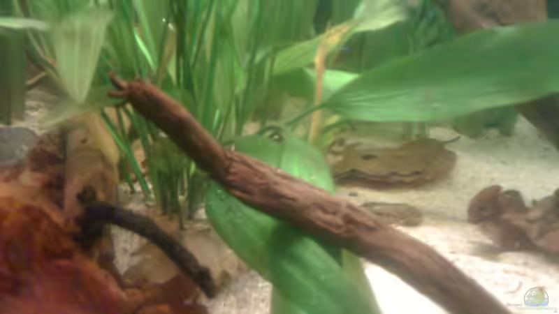 Aquarium Becken 22641 von pic-mac (9)