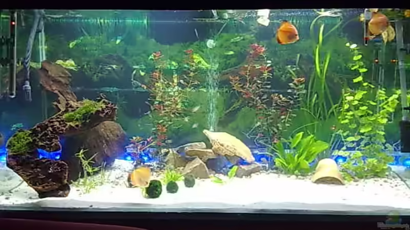 Aquarium Becken 22683 von Uschi32 (3)