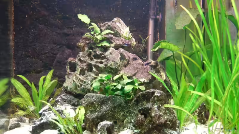 Aquarium Becken 2269 von malteser (2)