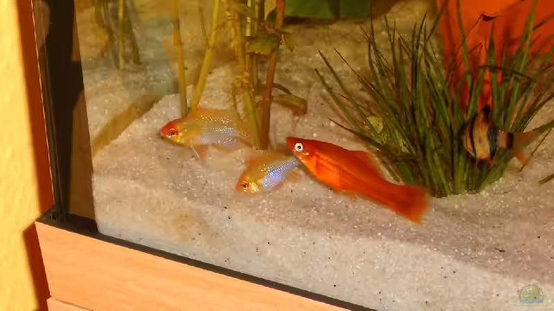 Aquarium Becken 2271 von Christian Funke (2)