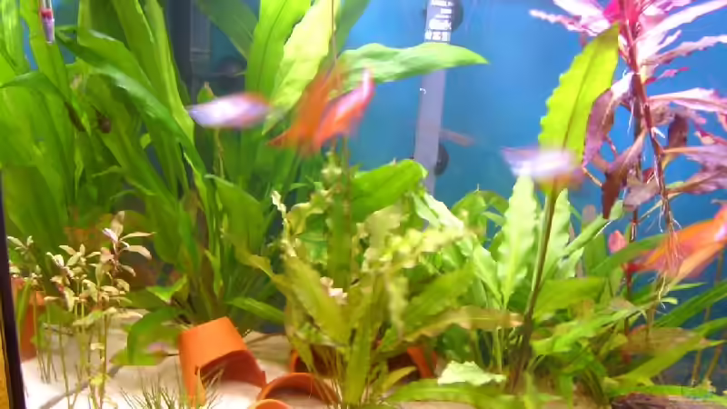 Aquarium Becken 2271 von Christian Funke (3)