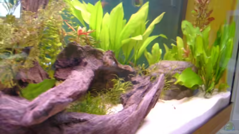 Aquarium Becken 2271 von Christian Funke (4)