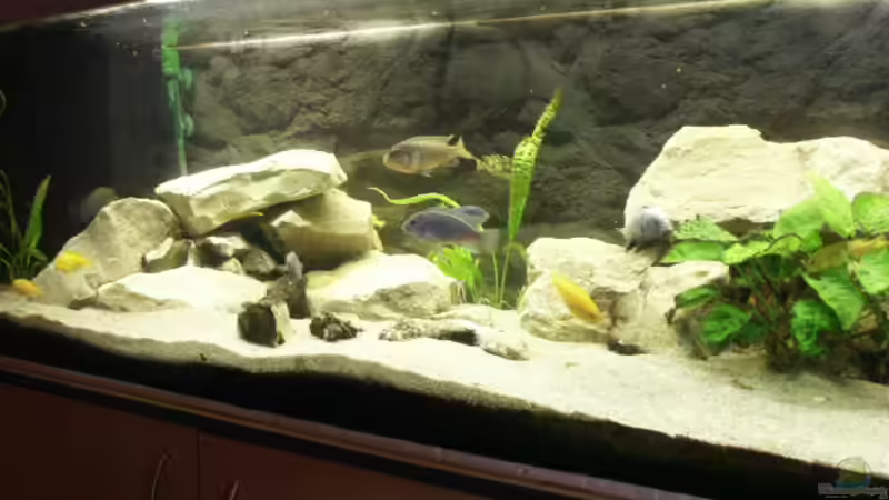 Aquarium Becken 228 von Walter Wilhelm (2)